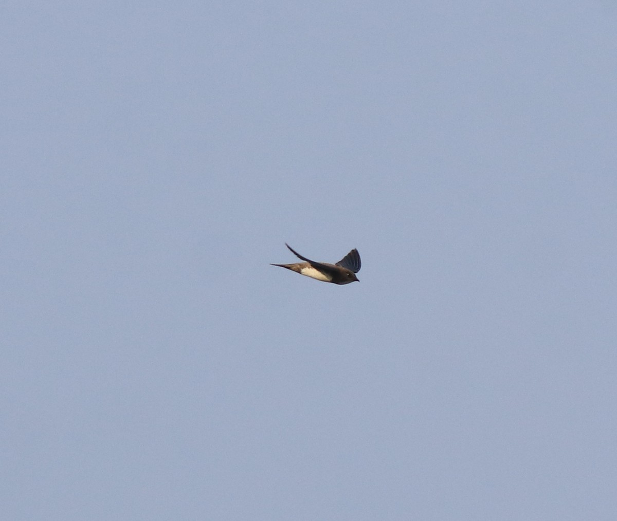 Ak Karınlı Ebabil - ML638310181