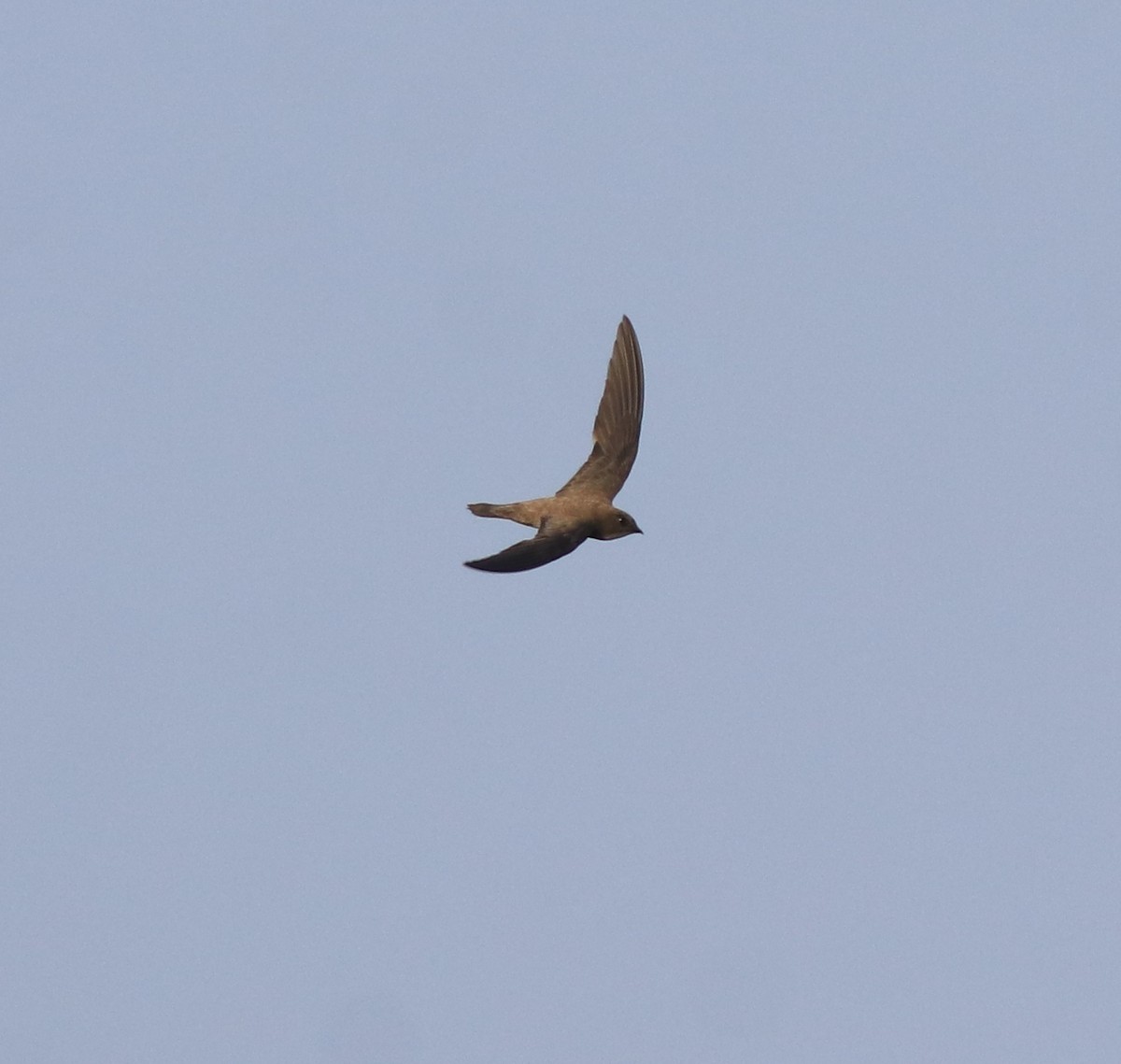 Ak Karınlı Ebabil - ML638310189