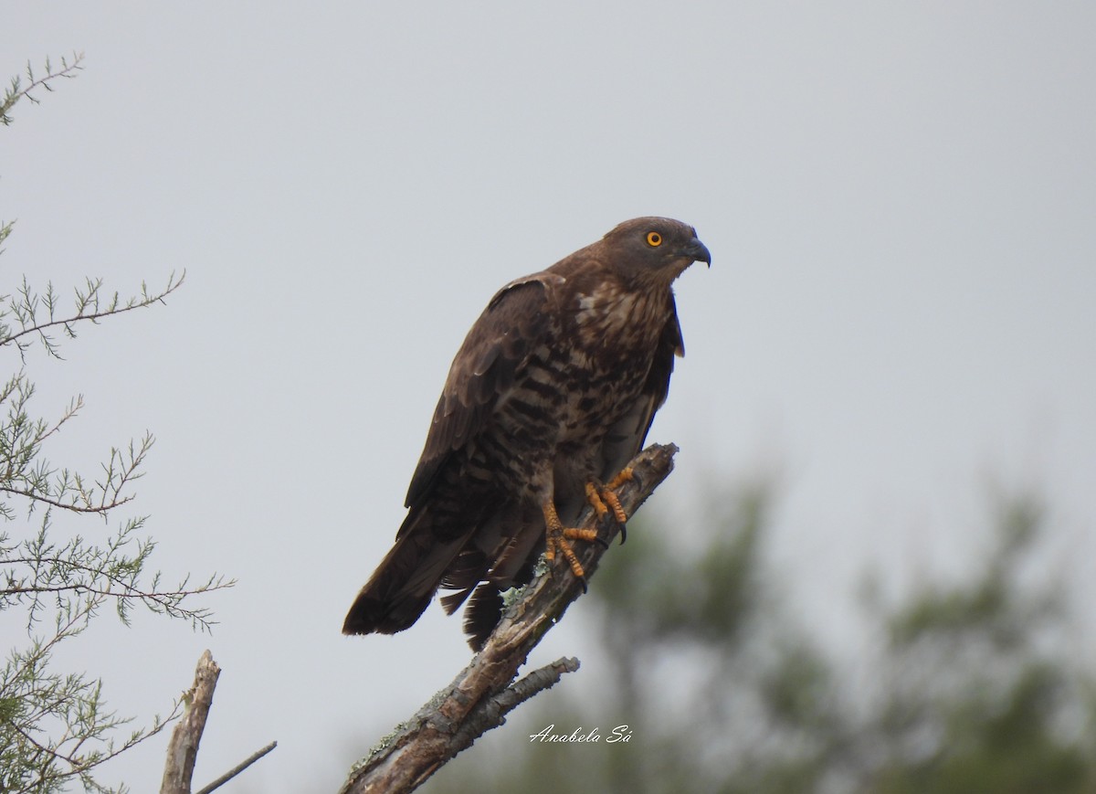European Honey-buzzard - ML638310190