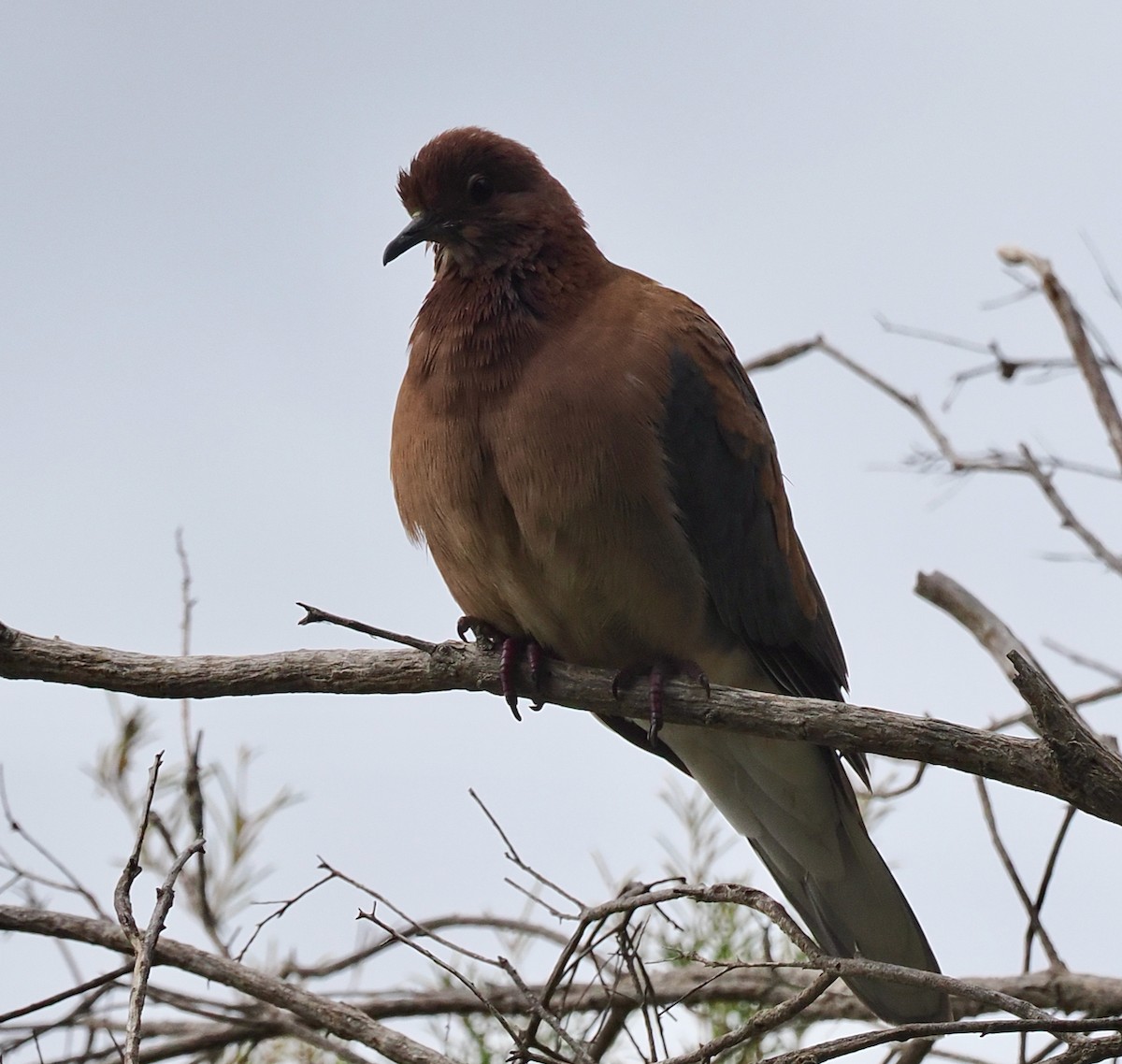 Laughing Dove - ML638310201