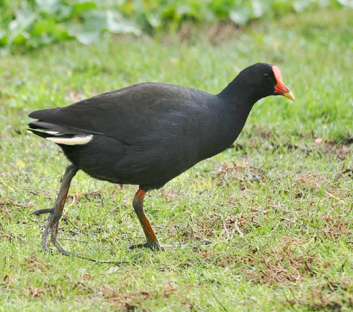 Dusky Moorhen - ML638310203