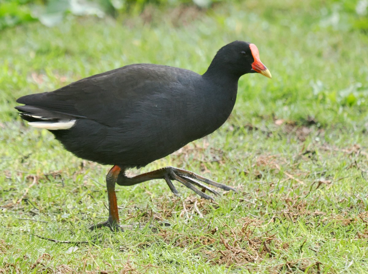 Dusky Moorhen - ML638310205