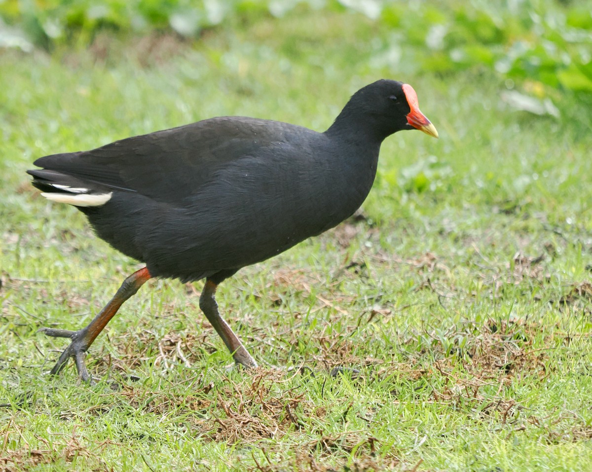 Dusky Moorhen - ML638310206