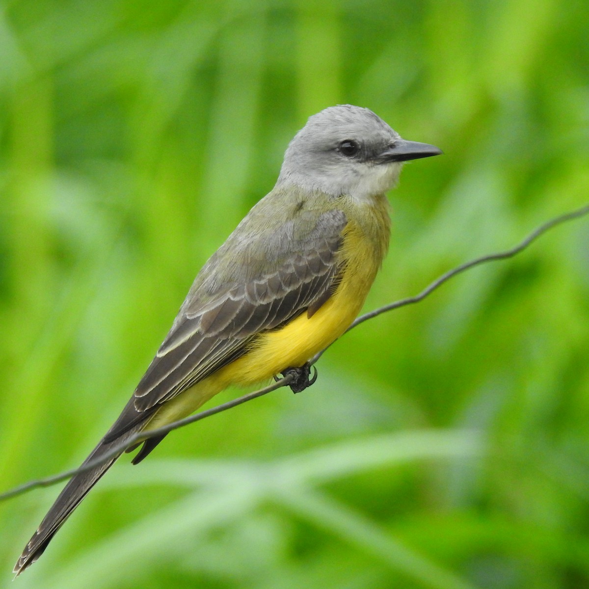Tropical Kingbird - ML638310209