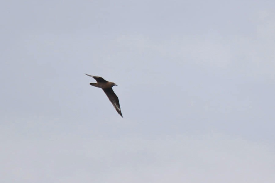 Great Skua - ML638310211