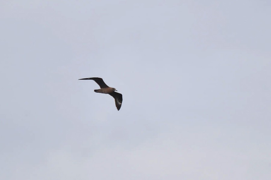 Great Skua - ML638310212