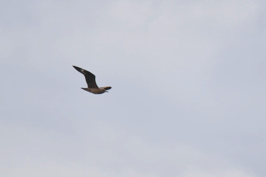 Great Skua - ML638310213