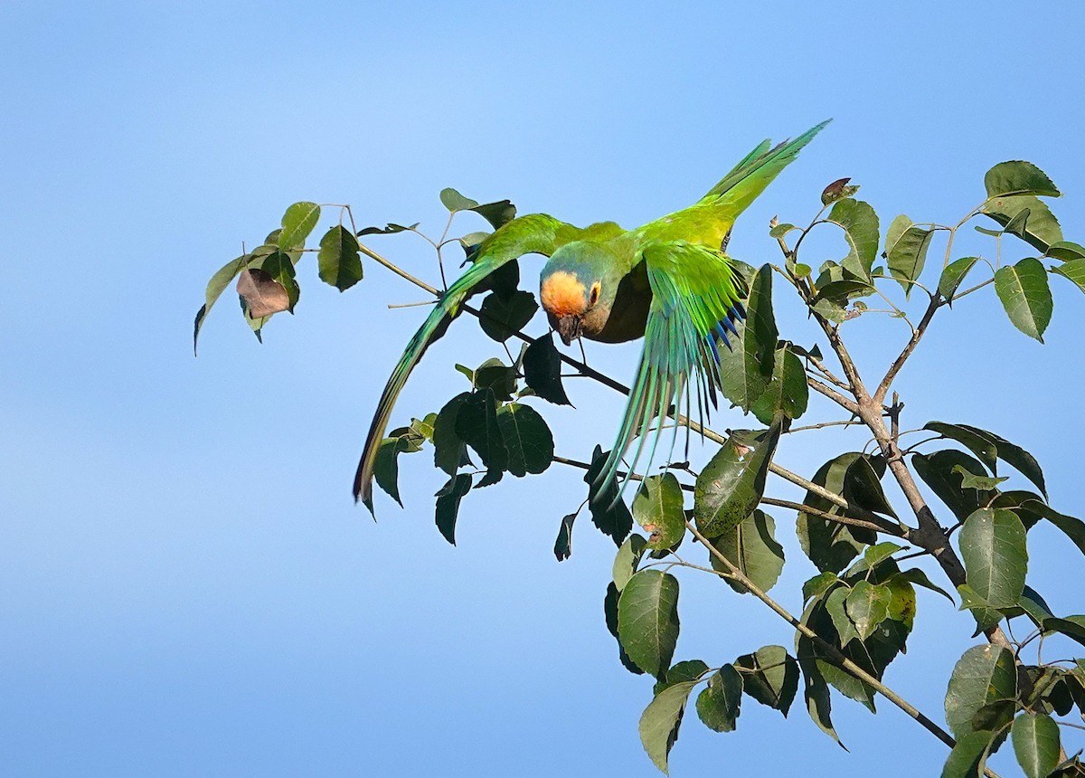 Conure couronnée - ML638310220