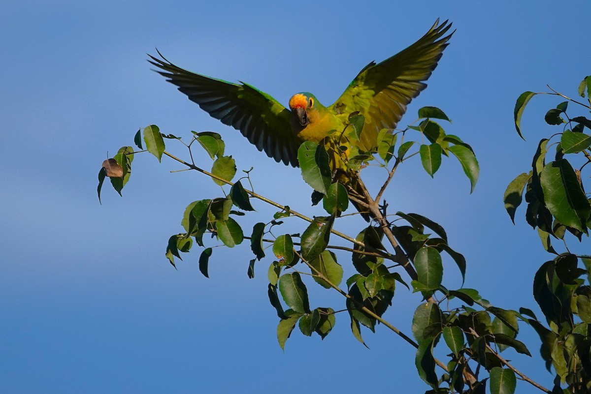 Conure couronnée - ML638310222