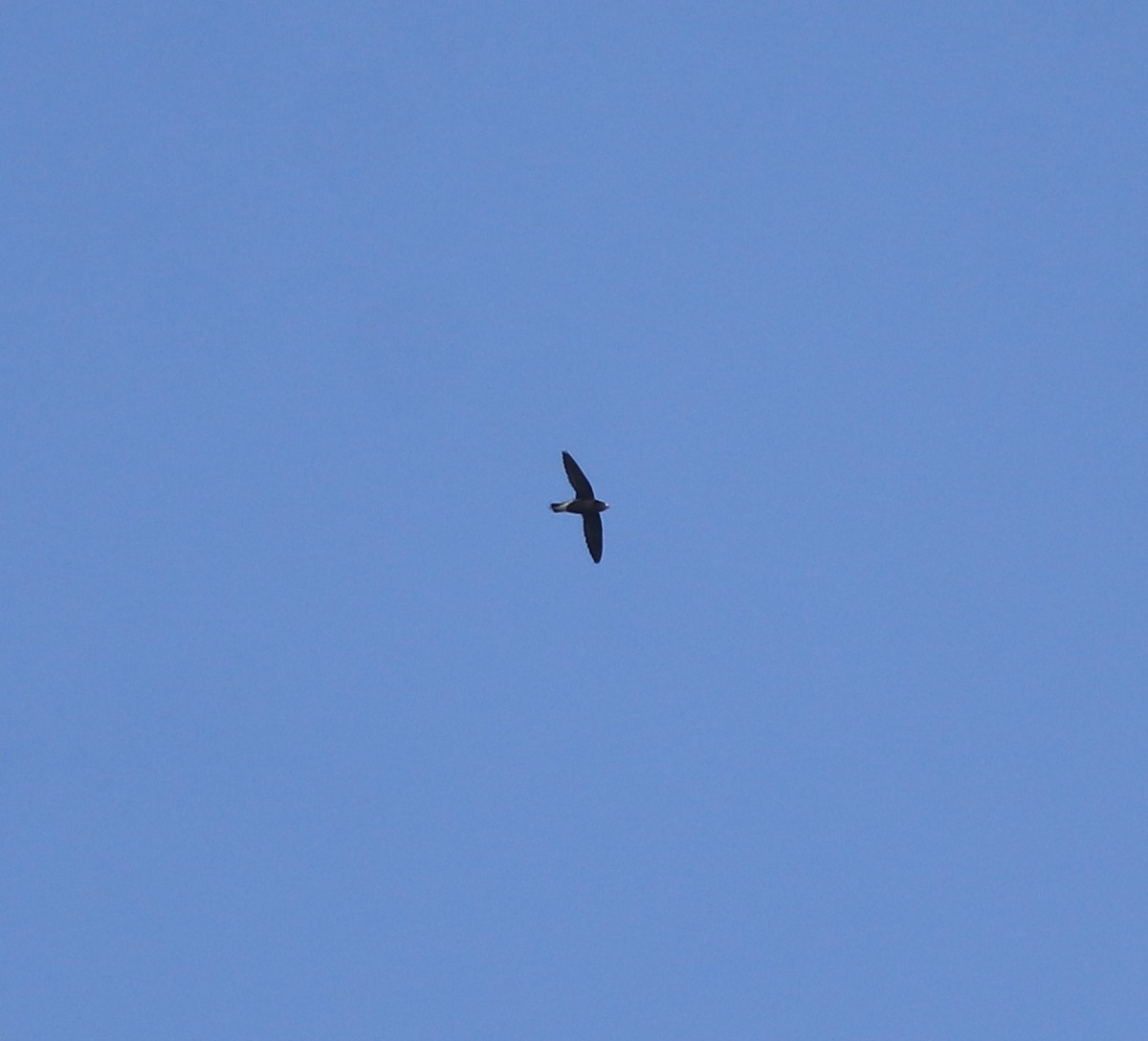 Brown-backed Needletail - ML638310223
