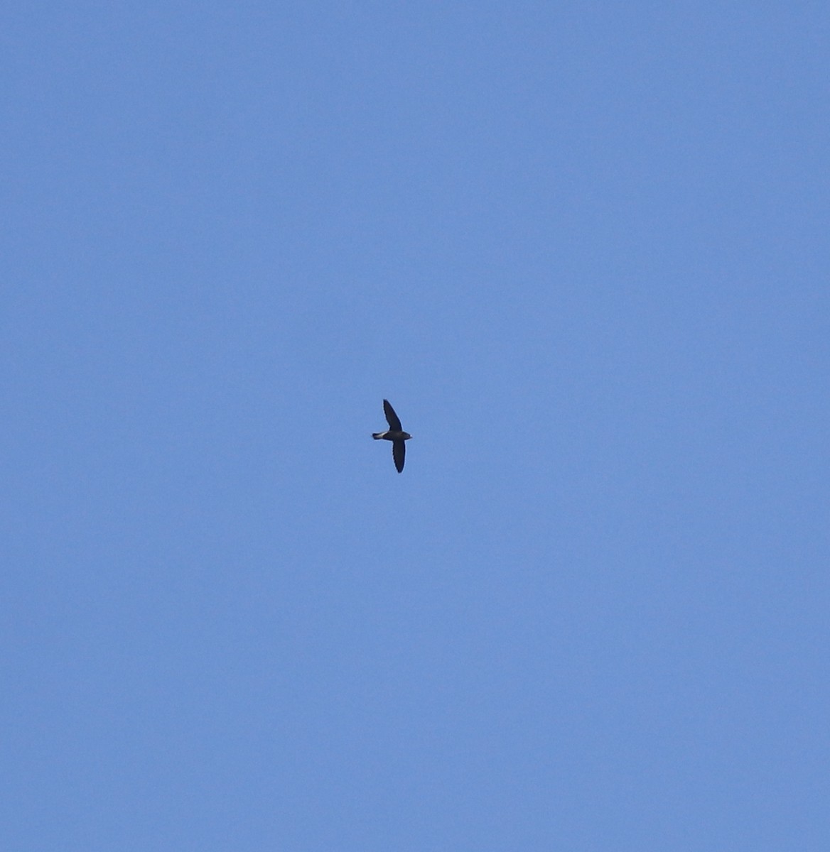 Brown-backed Needletail - ML638310225