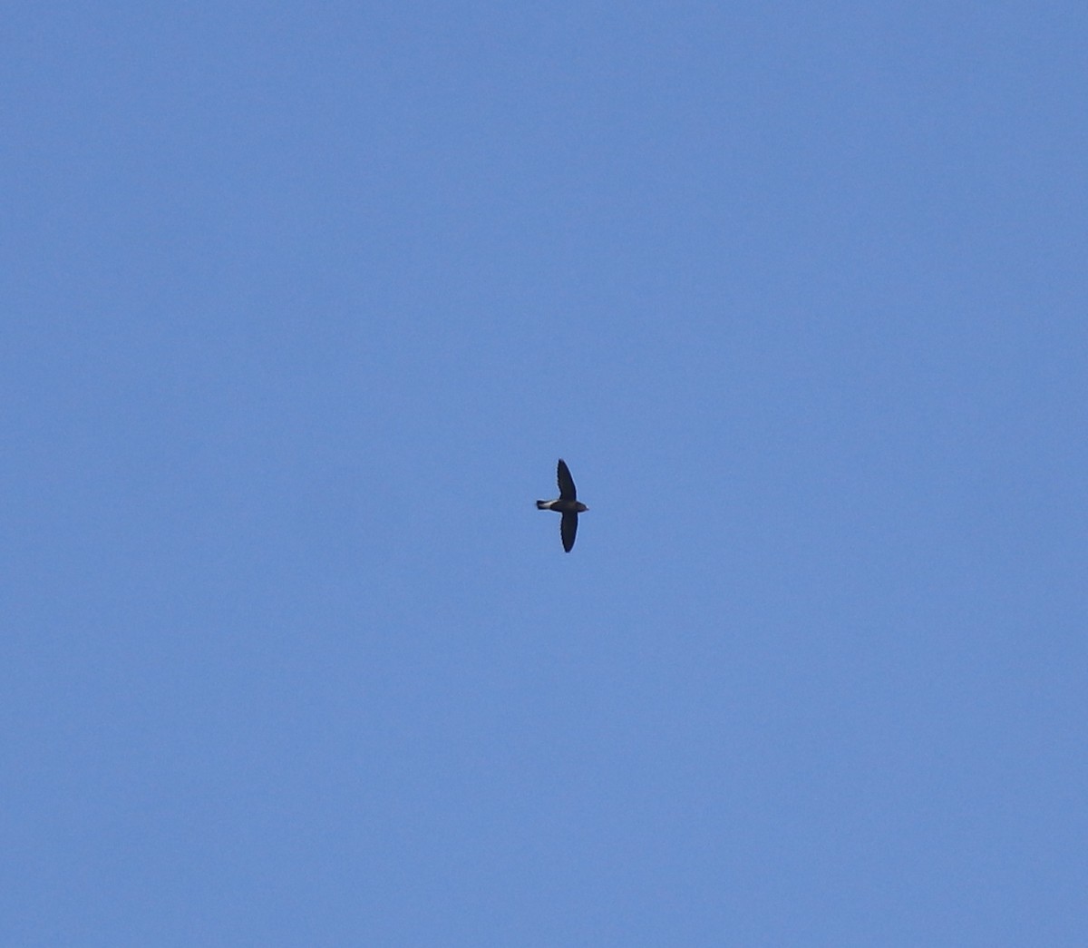 Brown-backed Needletail - ML638310226