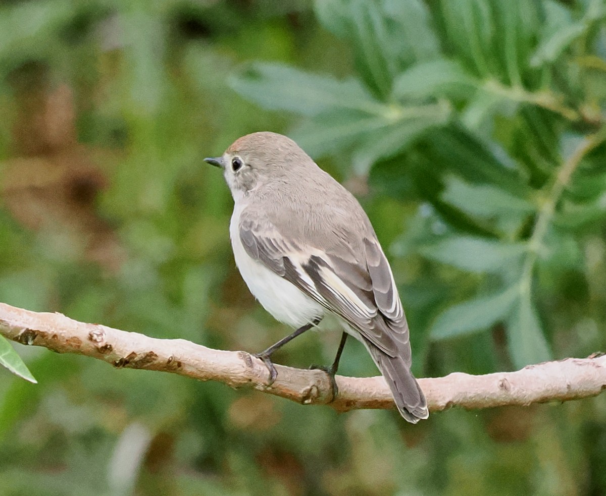 Red-capped Robin - ML638310234