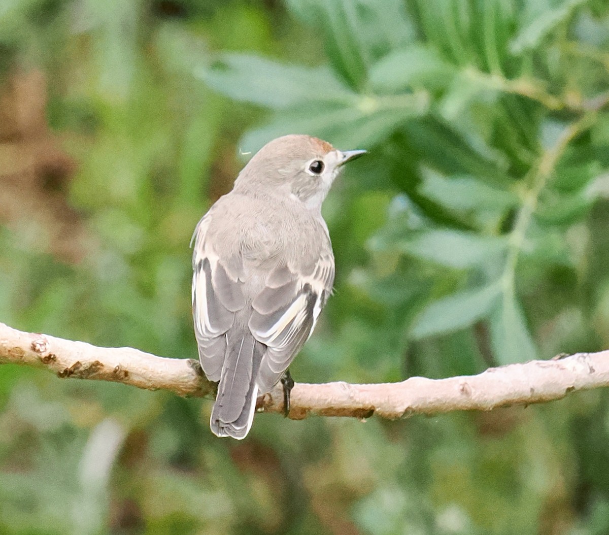Red-capped Robin - ML638310235