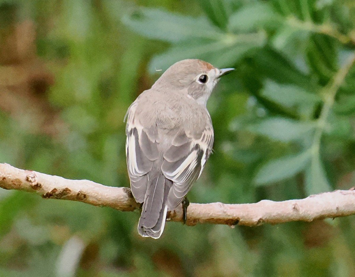 Red-capped Robin - ML638310236