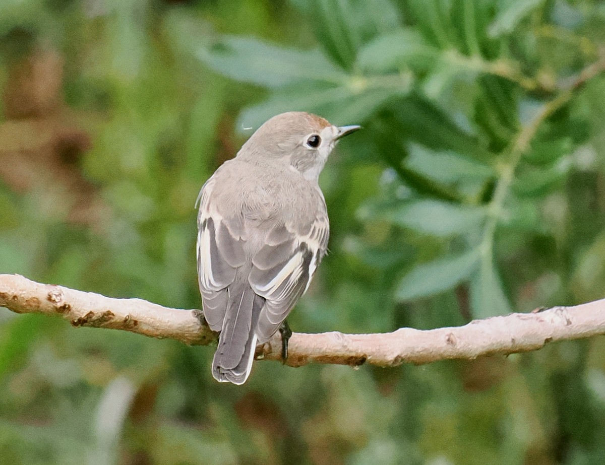 Red-capped Robin - ML638310237