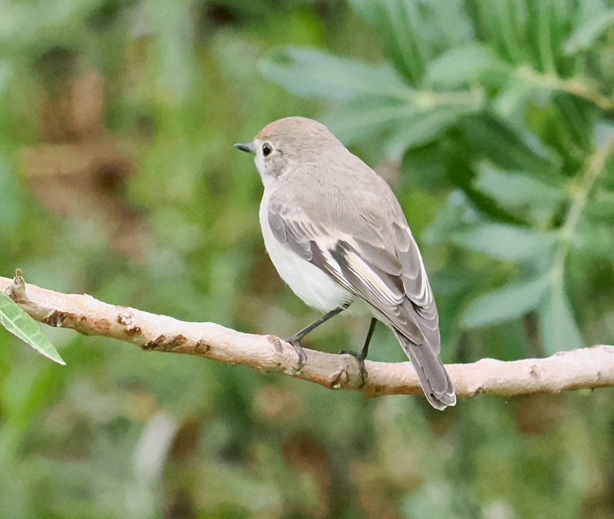 Red-capped Robin - ML638310239