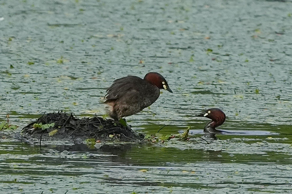 Txilinporta txikia - ML638310241