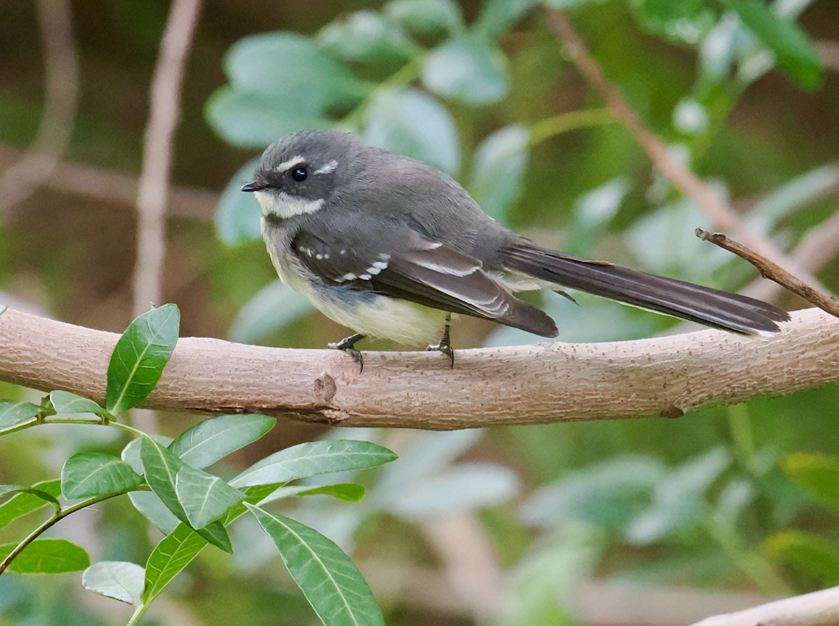 Gray Fantail (preissi) - ML638310244