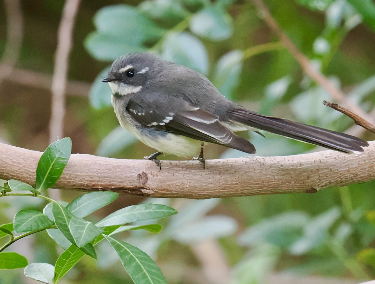 Gray Fantail (preissi) - ML638310246