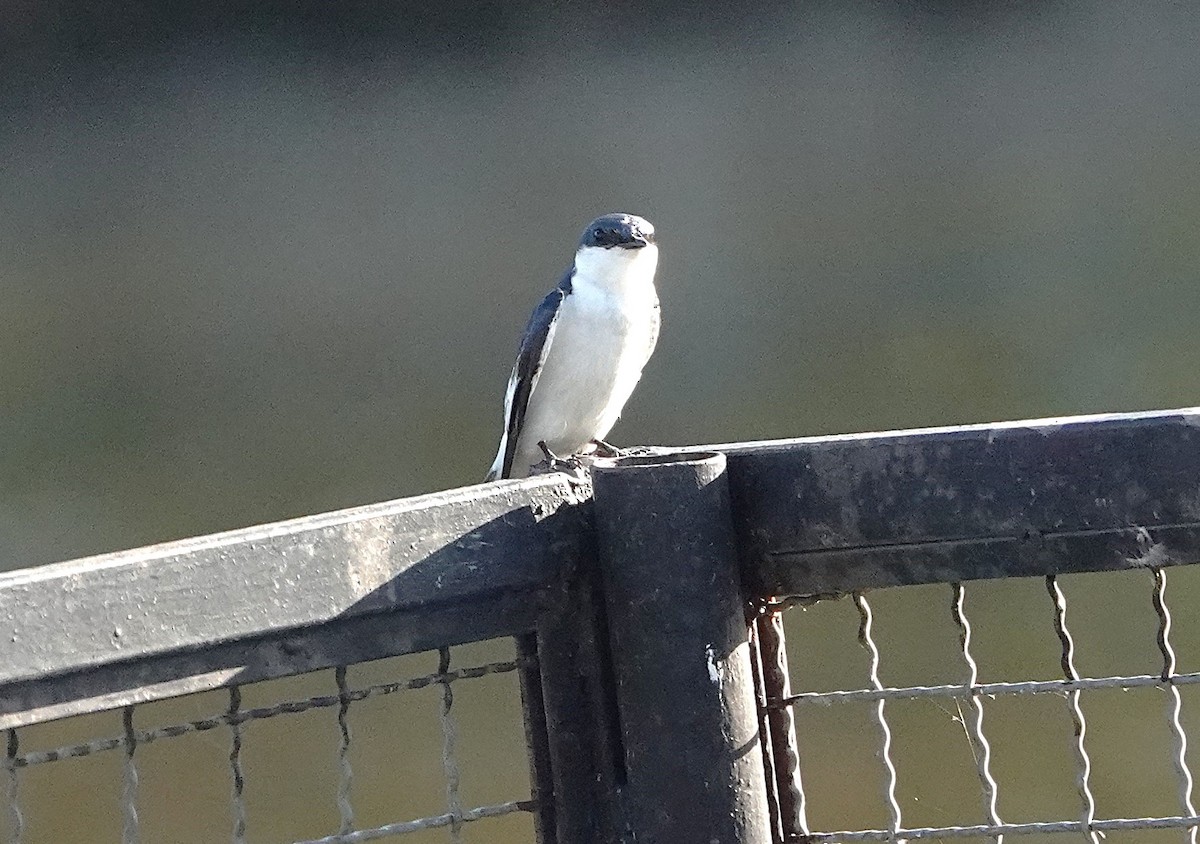 White-winged Swallow - ML638310253