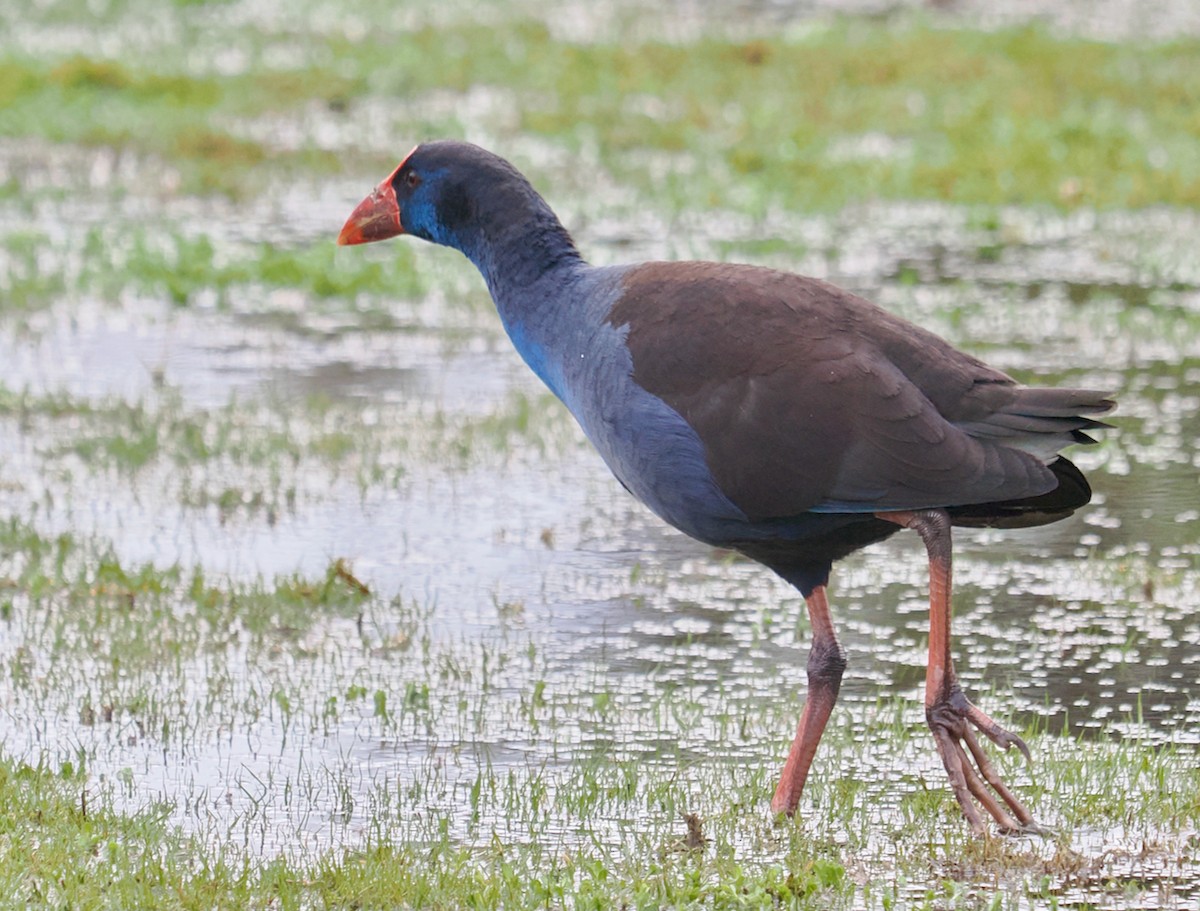 Australasian Swamphen - ML638310304