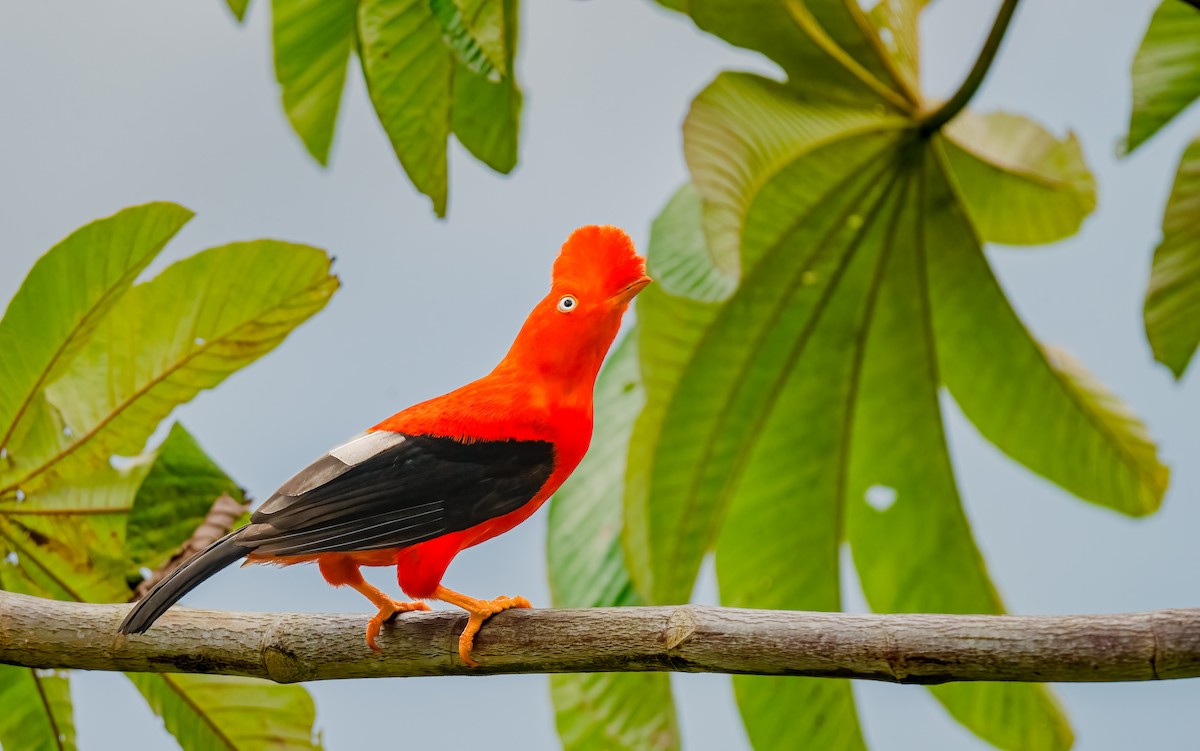 Andean Cock-of-the-rock - ML638310306