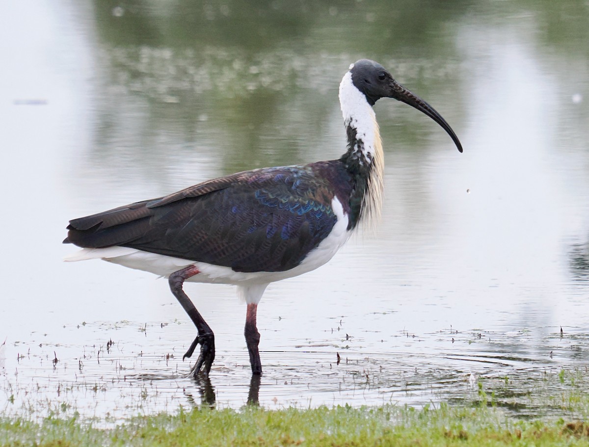Straw-necked Ibis - ML638310311