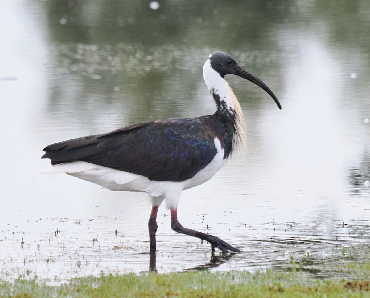 Straw-necked Ibis - ML638310312