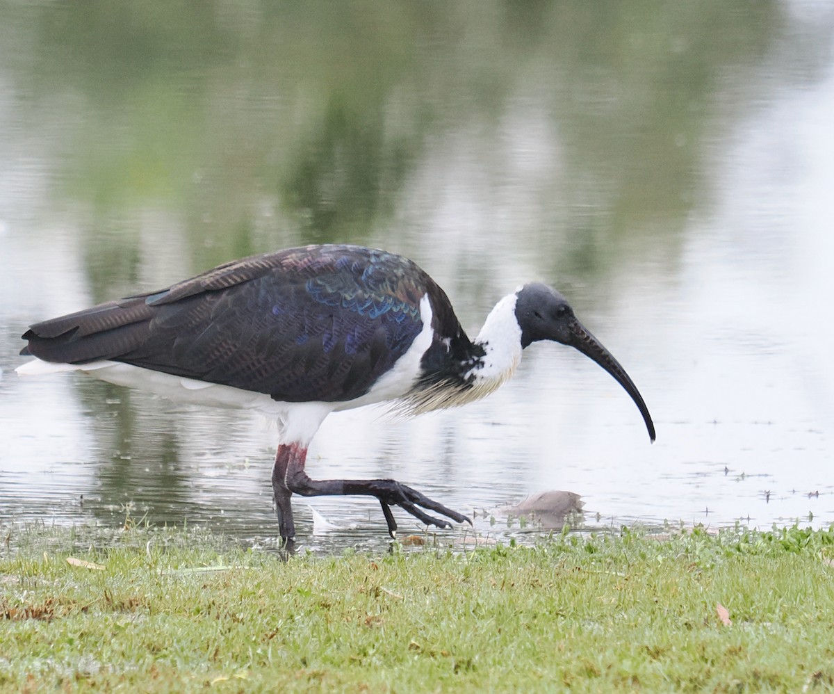 Straw-necked Ibis - ML638310314
