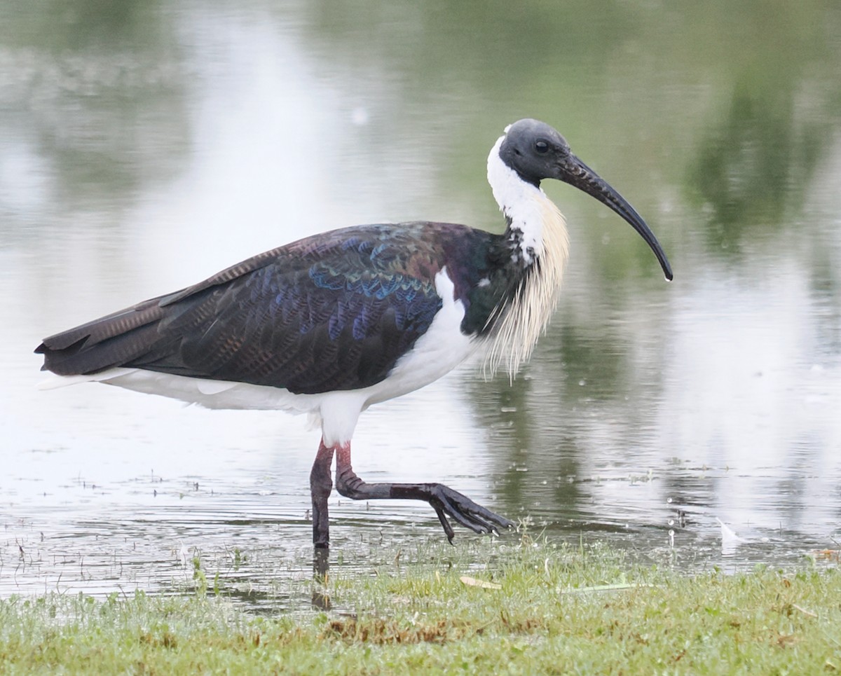 Straw-necked Ibis - ML638310315