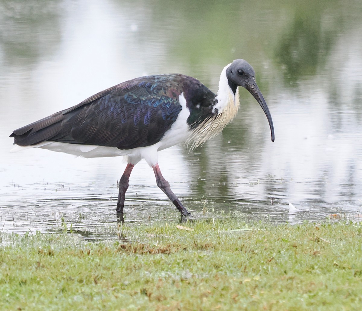 Straw-necked Ibis - ML638310316