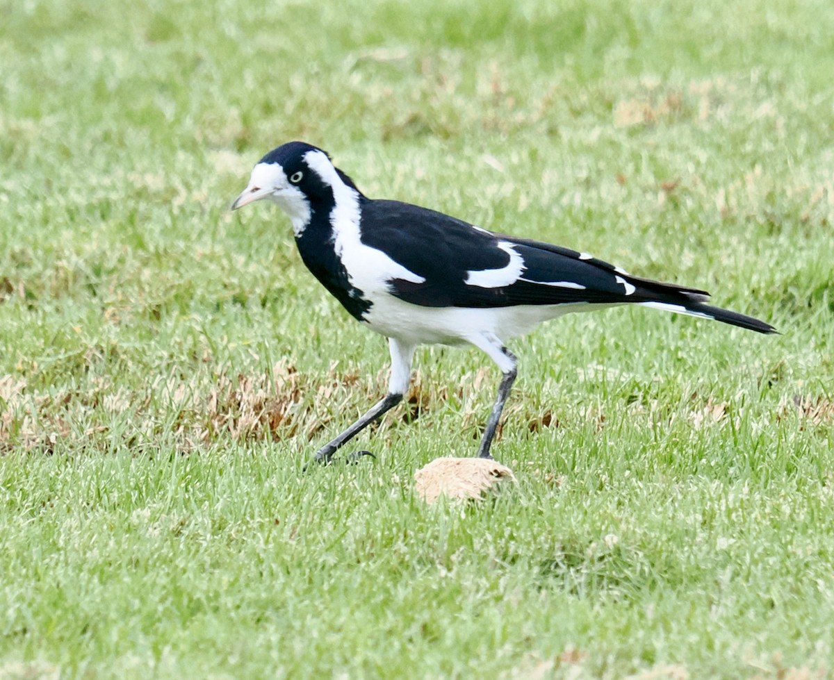 Magpie-lark - ML638310318