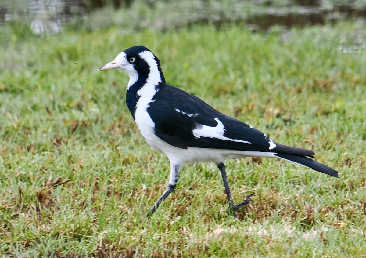 Magpie-lark - ML638310319