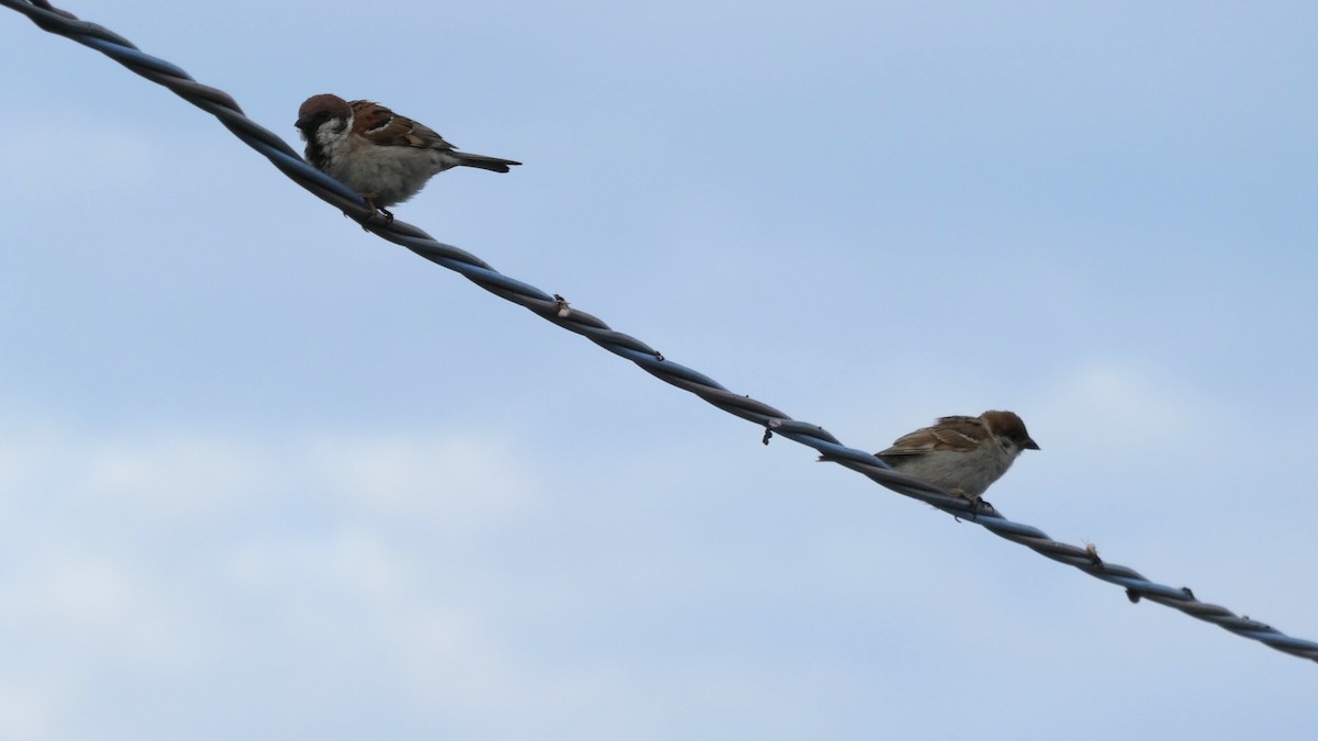 Eurasian Tree Sparrow - ML638310327