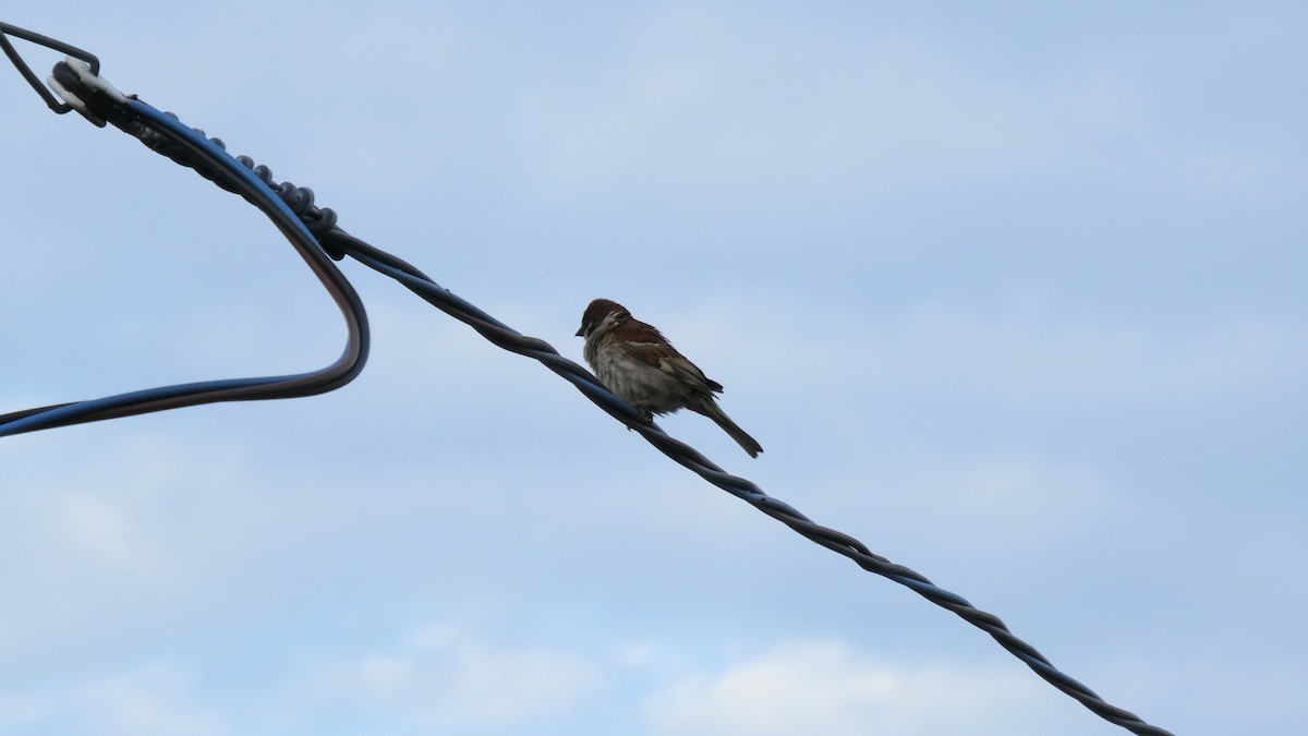 Eurasian Tree Sparrow - ML638310328
