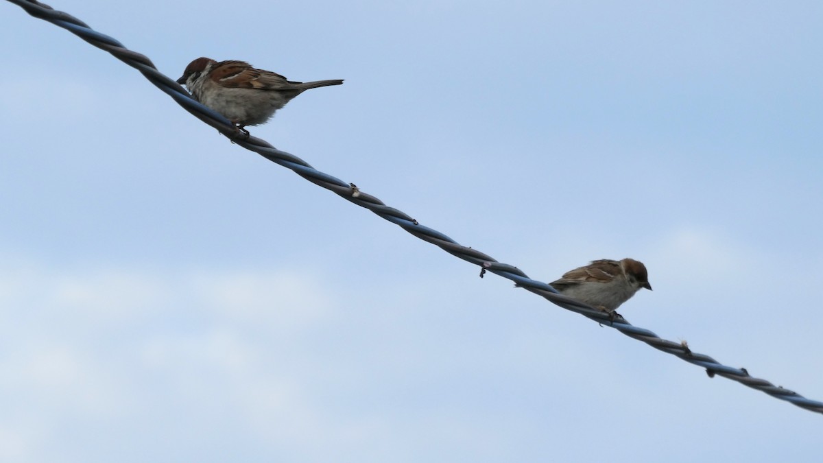 Eurasian Tree Sparrow - ML638310329