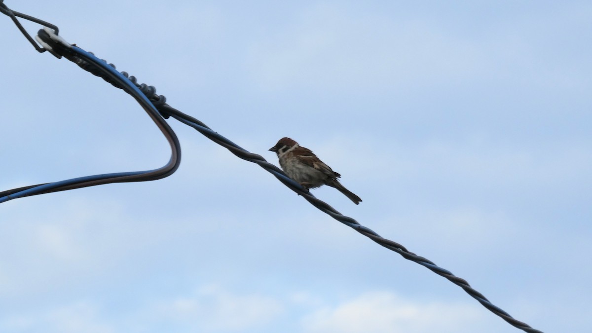 Eurasian Tree Sparrow - ML638310330