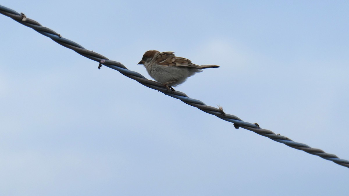 Eurasian Tree Sparrow - ML638310331