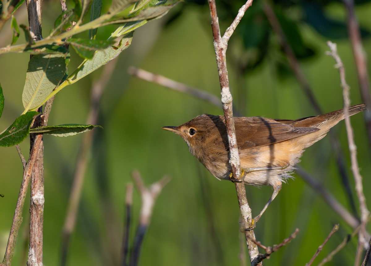 Common Reed Warbler - ML638310342