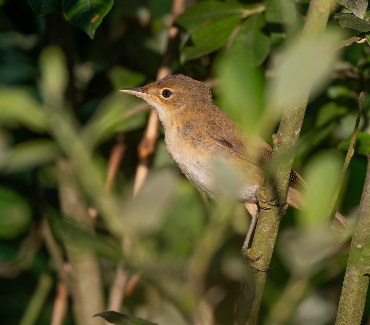 Common Reed Warbler - ML638310343
