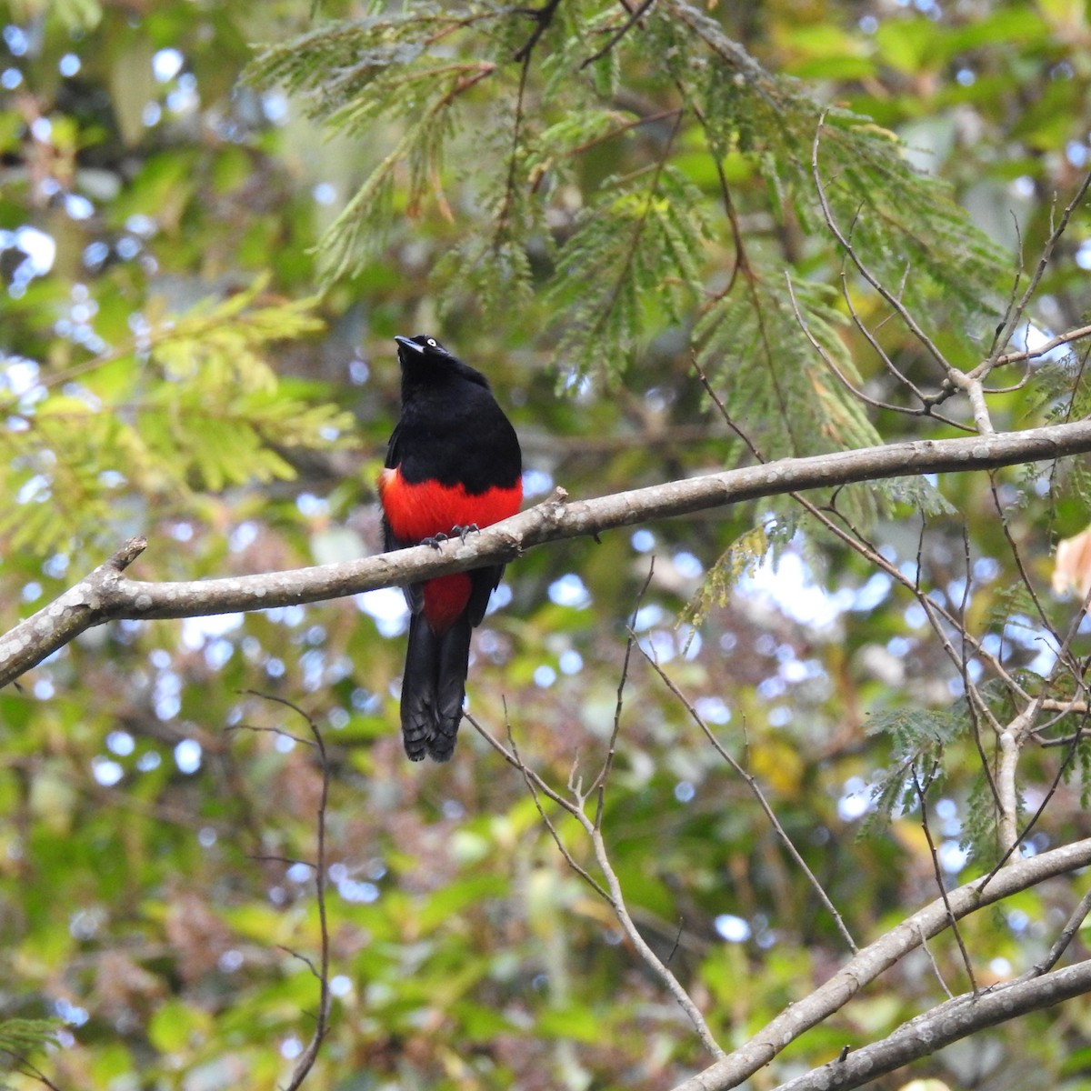 Red-bellied Grackle - ML638310344