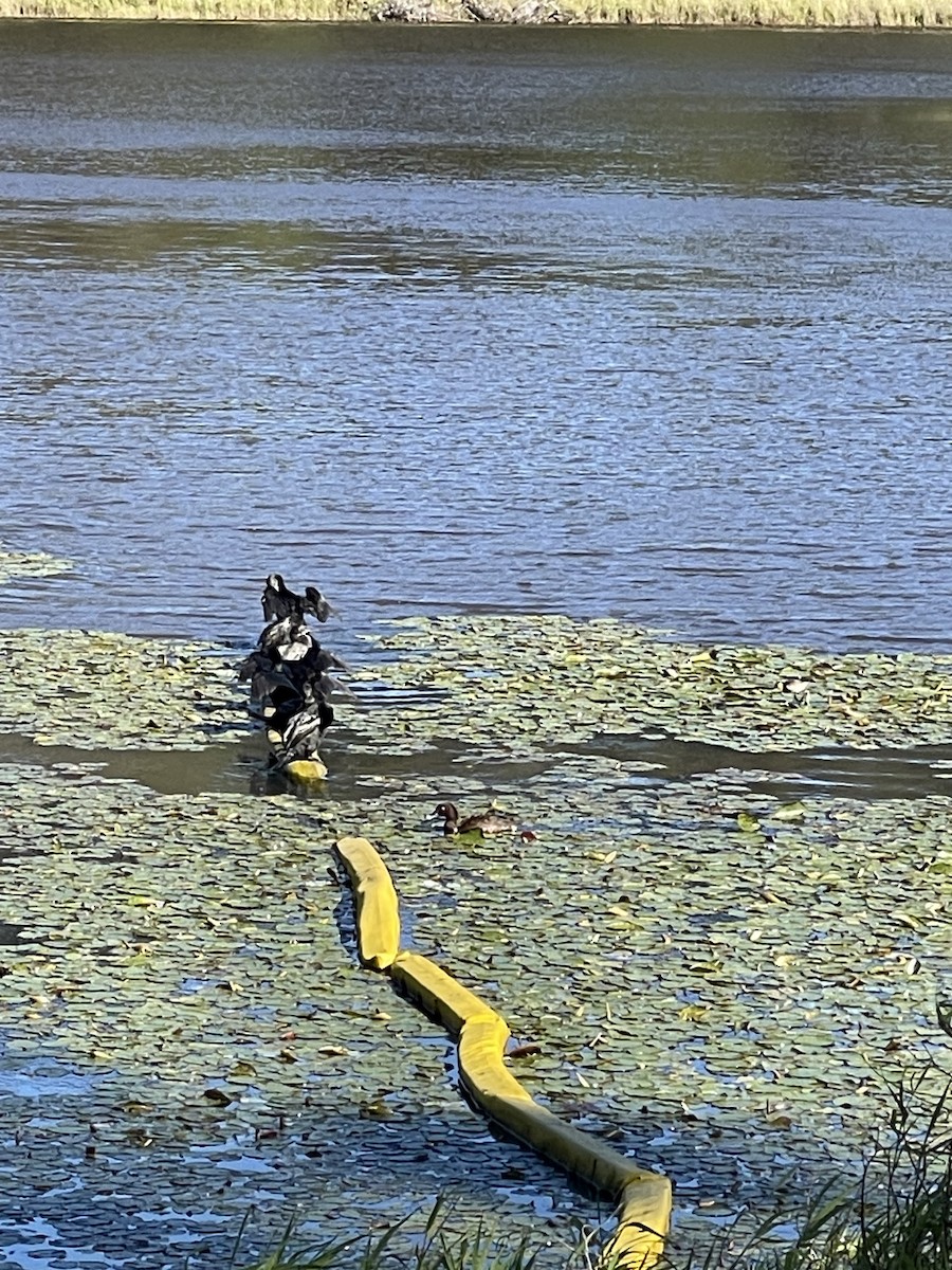 Little Black Cormorant - ML638310346