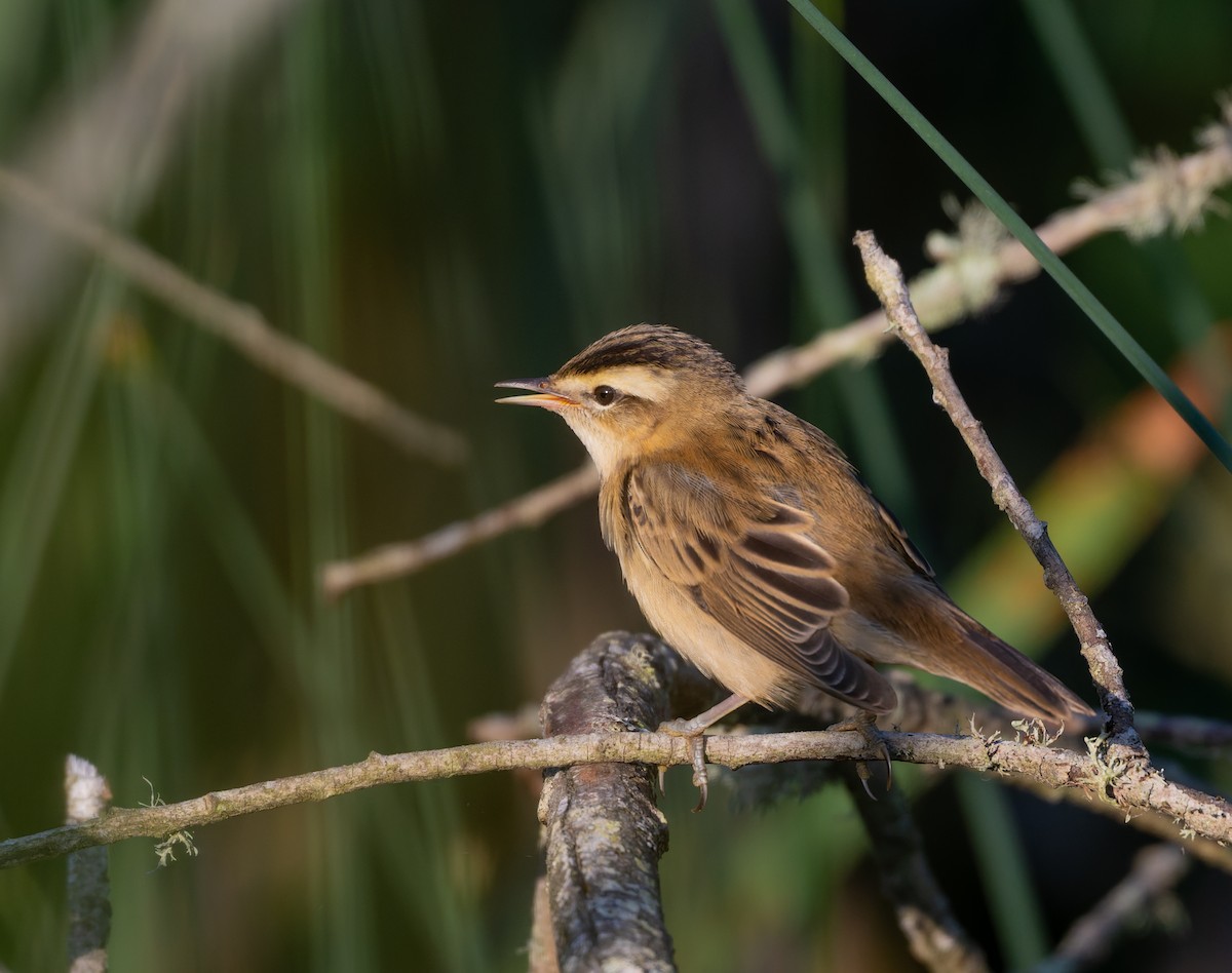 Sedge Warbler - ML638310347