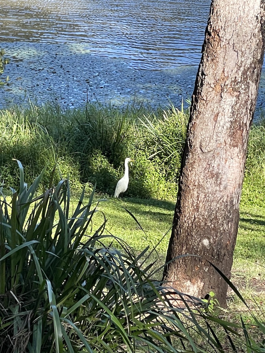 Plumed Egret - ML638310351