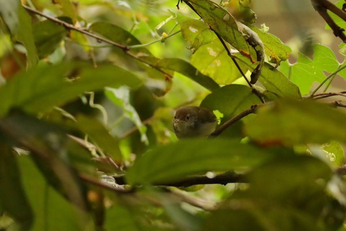 Common Tailorbird - ML638310359