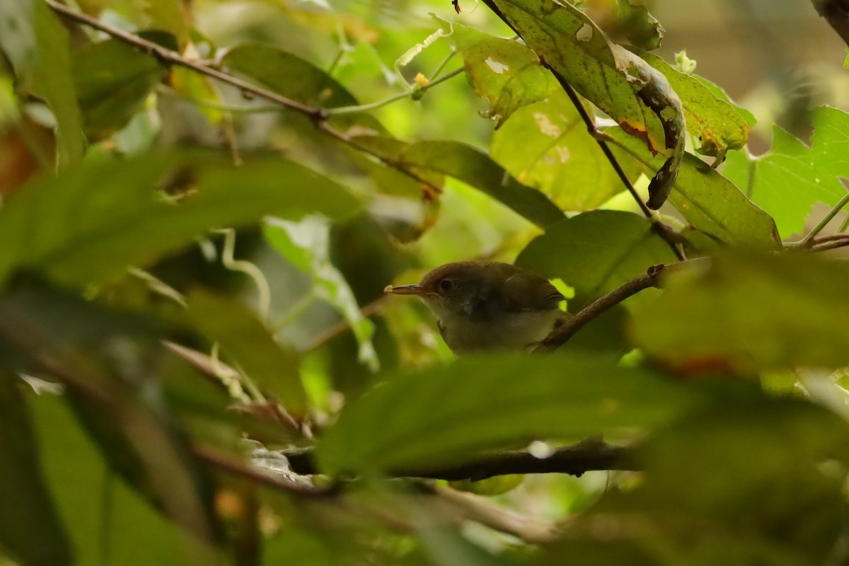 Common Tailorbird - ML638310360
