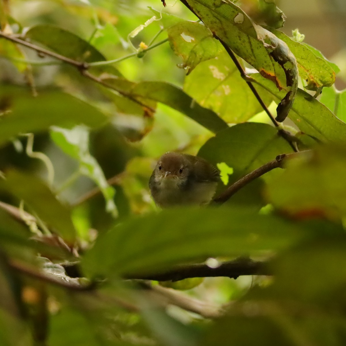 Common Tailorbird - ML638310361