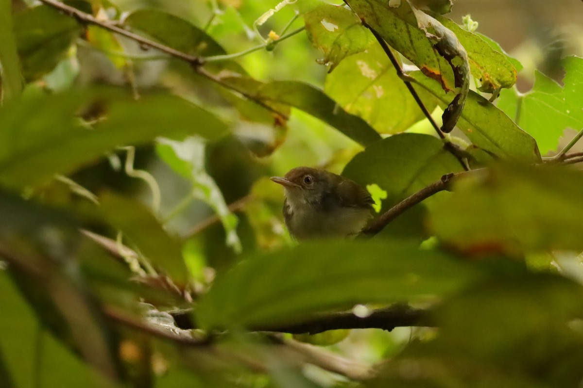 Common Tailorbird - ML638310362