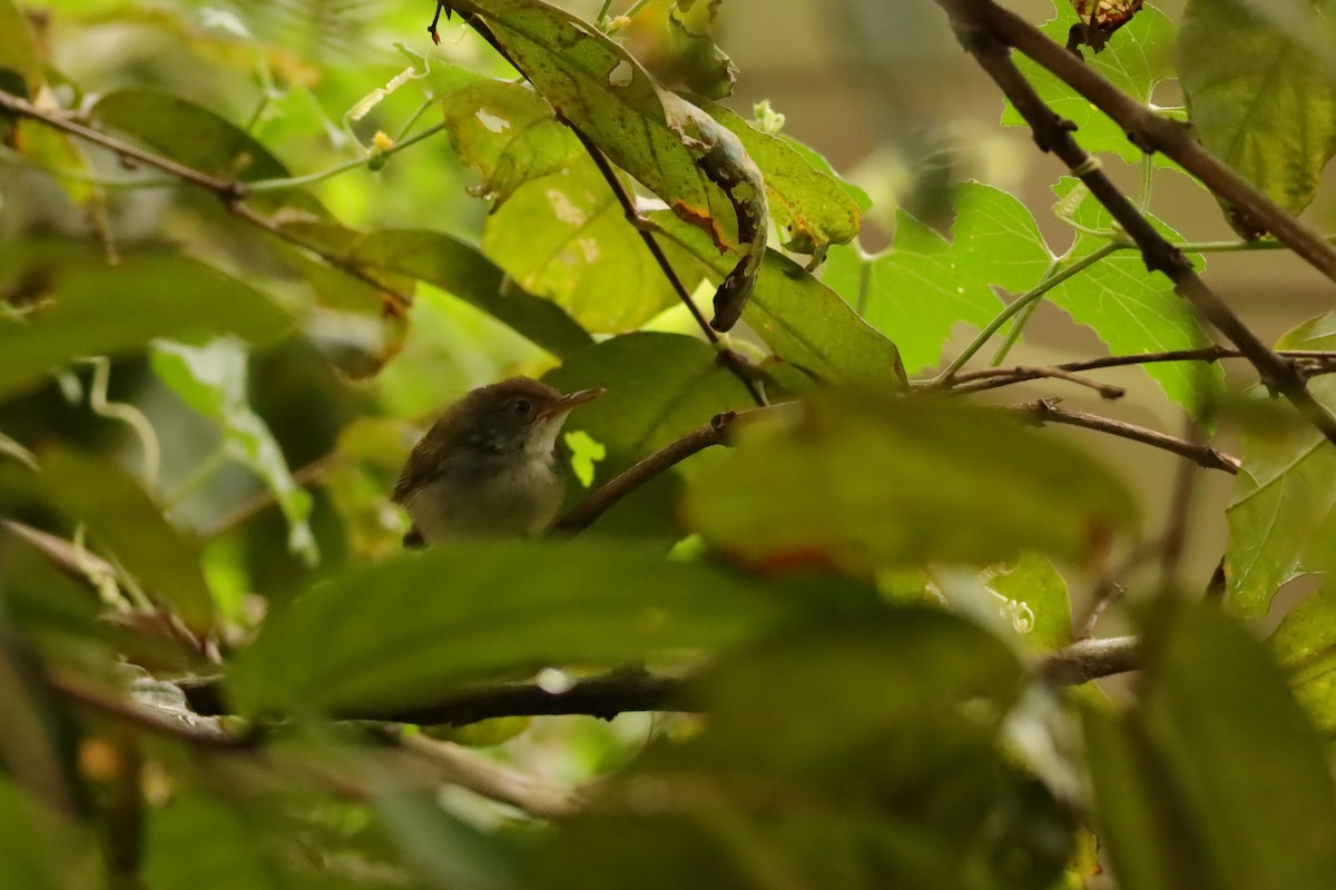 Common Tailorbird - ML638310363